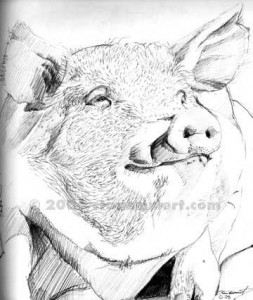 pig11