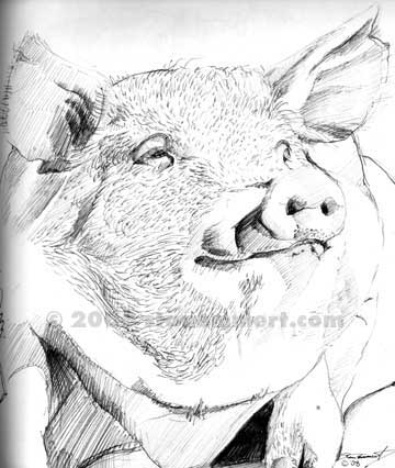 pig sketches