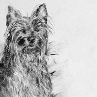 doggie
