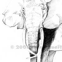 elephant