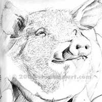 pig